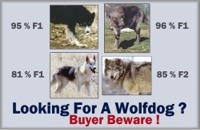 Pro Wolfdog purchasing advise