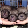 Click to see photos of our litter