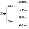 Click to get a blank pedigree