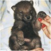 Click to see puppy info