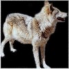 Click to see our whelping chart