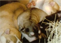 assorted litter
