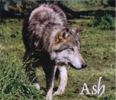 Ash