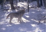 Dick Campbell Animal