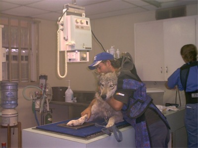 My husband assisting with the X-ray