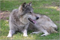 Loosing his Winter coat