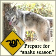 Is your Wolfdog Protected?