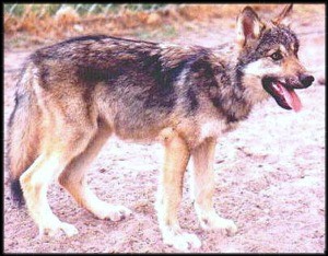 A Young Wolfdog
