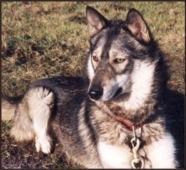 Photo of Siberian Husky