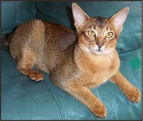Photo of Abyssinian Cat
