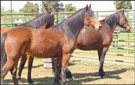 Photo of Bay Horses