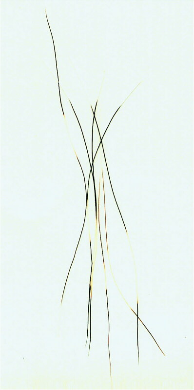 Wolfdog Banded Hairs