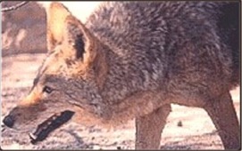 Photo of Coyote