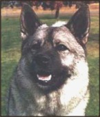 Photo of Norwegian Elkhound