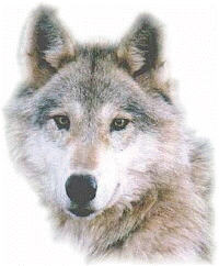 Grizzled Adult