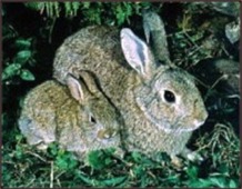 Photo of Rabbits