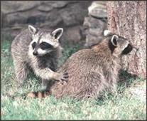 Photo of Raccoons