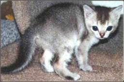 Photo of Singapure Cat