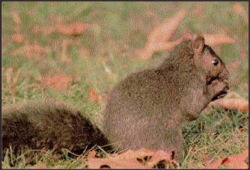 Photo of Squirrel