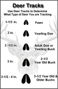 Image www.whitetails.com
