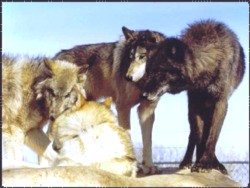 Group