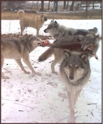See Our Dogs Group Photos