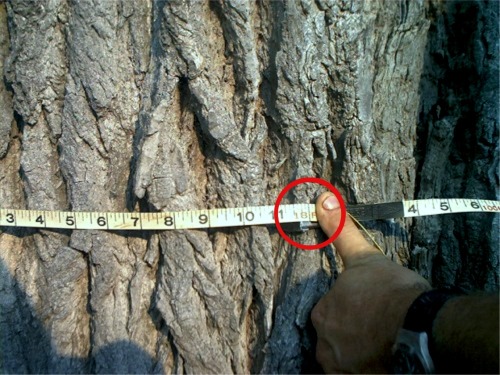 Measuring almost 18 feet