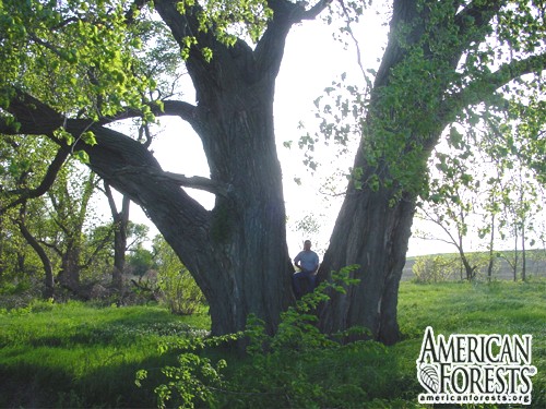 Now that is a BIG Cottonwood
