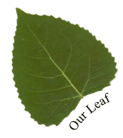 A leaf from our tree